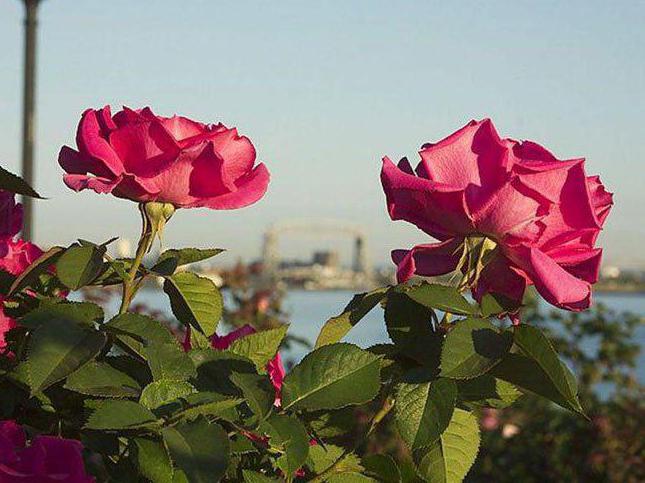 как да засадите роза с резник през есента