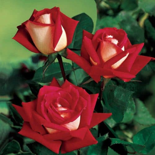How to plant roses