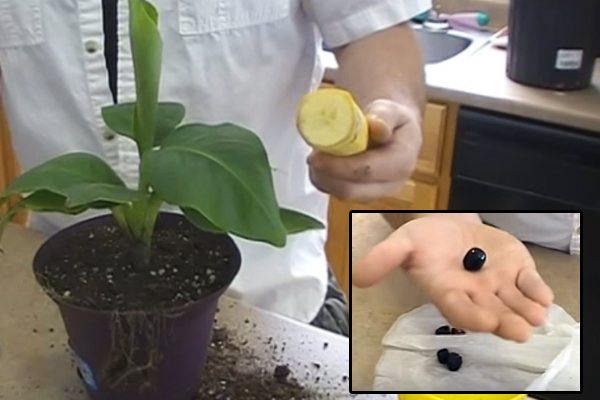 Cara menanam biji pisang