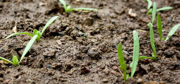Как да засадите семена от спанак на земята снимка