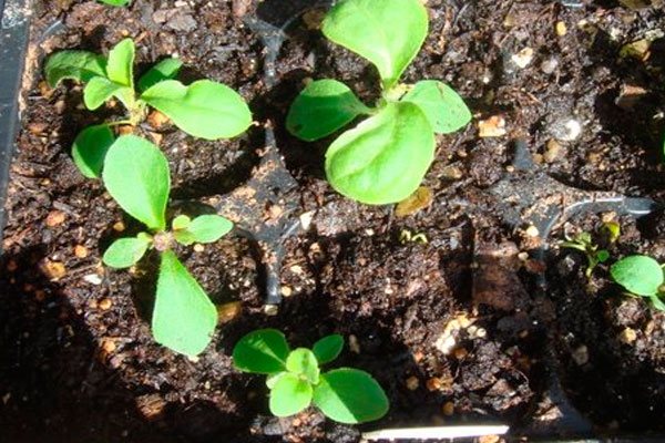 Cum se plantează stevia în aer liber