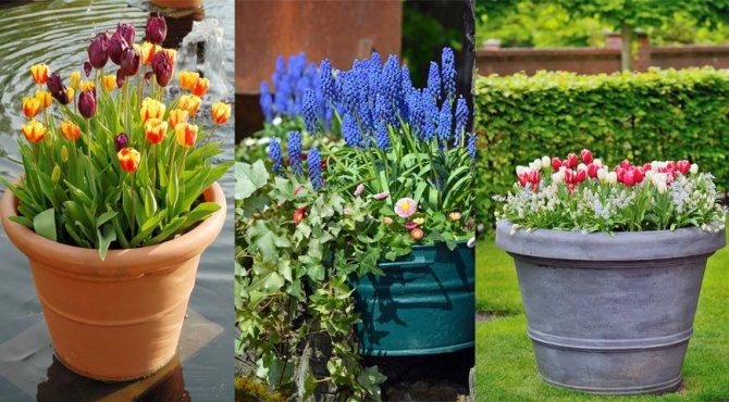 How to plant tulips in autumn containers