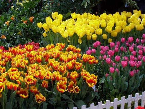 How to plant tulips in a special basket. How to use the baskets for planting bulbs correctly? 04