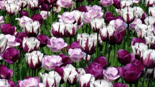 Jak zasadit tulipány do speciálního koše. Jak správně používat koše pro výsadbu cibulí? 05