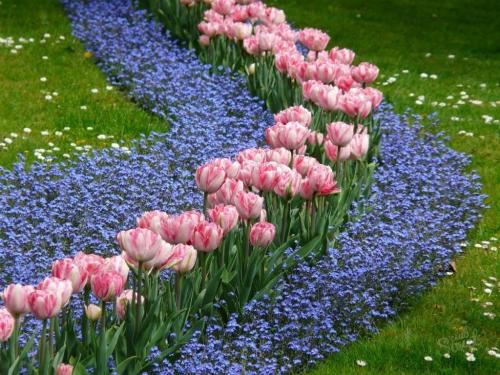 How to plant tulips in a special basket. How to use the baskets for planting bulbs correctly? 06