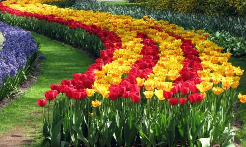How to plant tulips in a special basket. How to use the baskets for planting bulbs correctly? 07