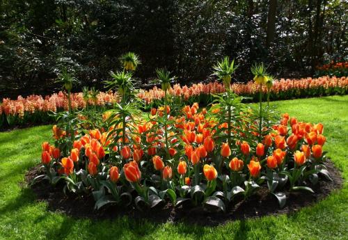 Jak zasadit tulipány do speciálního koše. Jak správně používat koše pro výsadbu cibulí? 09