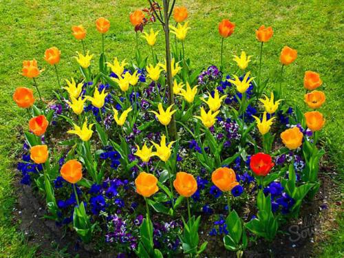How to plant tulips in a special basket. How to use the baskets for planting bulbs correctly? 10