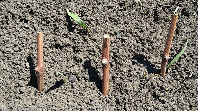 Cum se plantează struguri toamna cu butași