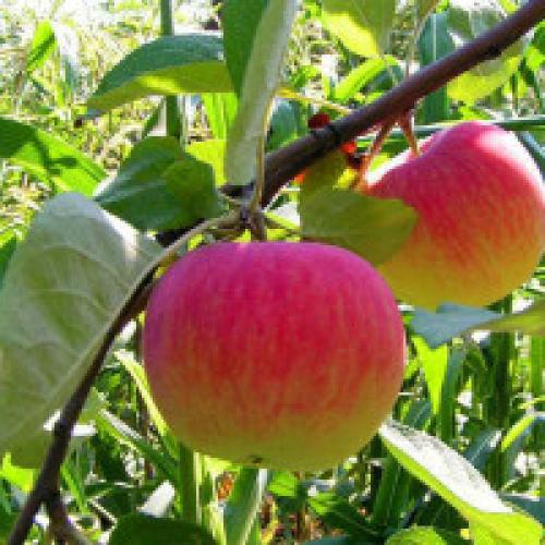 How to plant an apple tree. How to properly plant an apple tree at home