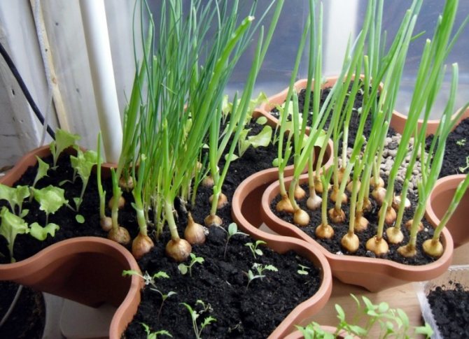 hur man planterar gröna lök hemma