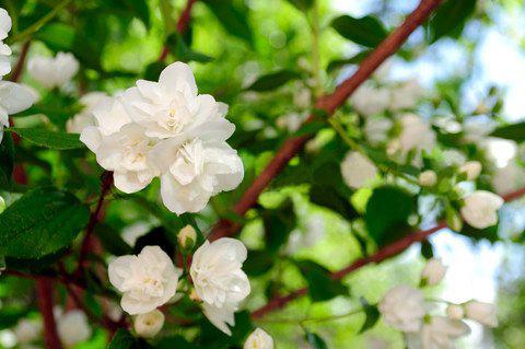 hur man planterar jasmin på våren