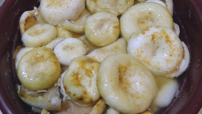 Jak solit mléčné houby na zimu doma: obvyklý jednoduchý recept