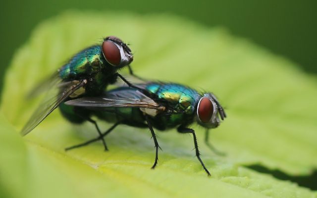 How to poison flies without dichlorvos