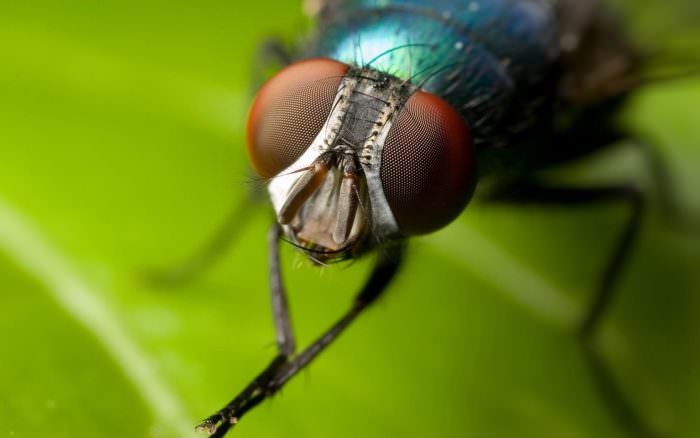 Hur man förgiftar flugor utan diklorvos