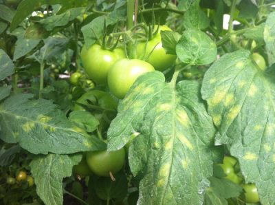 Как се появява болестта при доматите