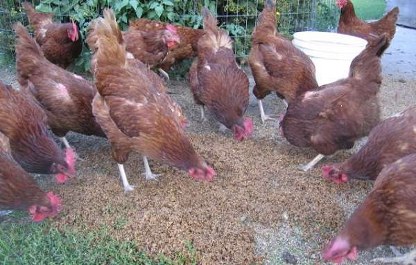 Как да дадете правилно фуражна мая на пилета?