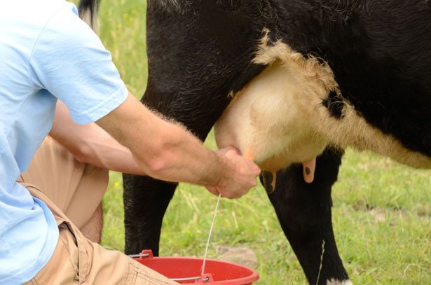 Как правилно да доя крава с доилна машина и ръце