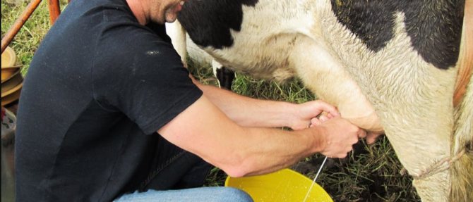 Как правилно да доя крава с доилна машина и ръце
