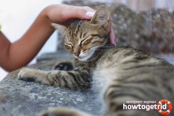 Hur man klappar en katt eller katt ordentligt - ZdavNews