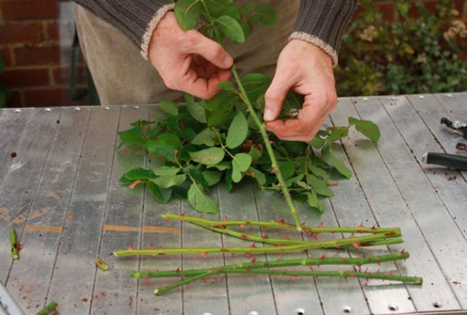 How to properly cut rose cuttings