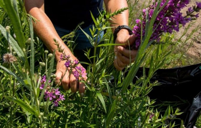 how to properly cut a loosestrife