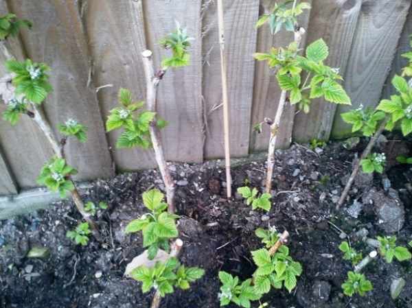How to properly prune remontant raspberries?