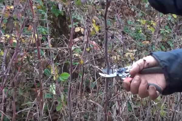 How to properly prune remontant raspberries?