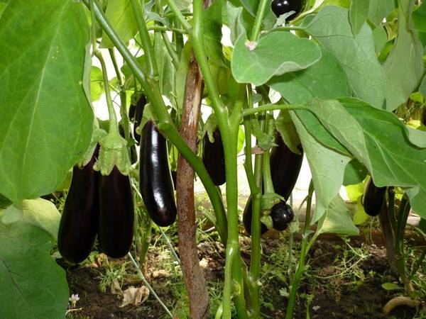 Paano i-pinch nang tama ang mga eggplants: mga tip at trick