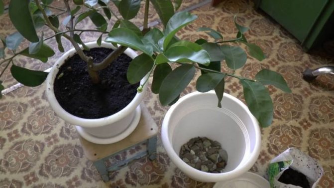 How to properly transplant lemon at home