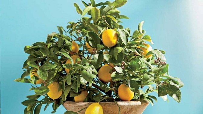 Jak správně transplantovat citron doma