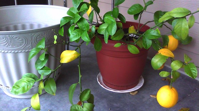 Jak správně transplantovat citron doma