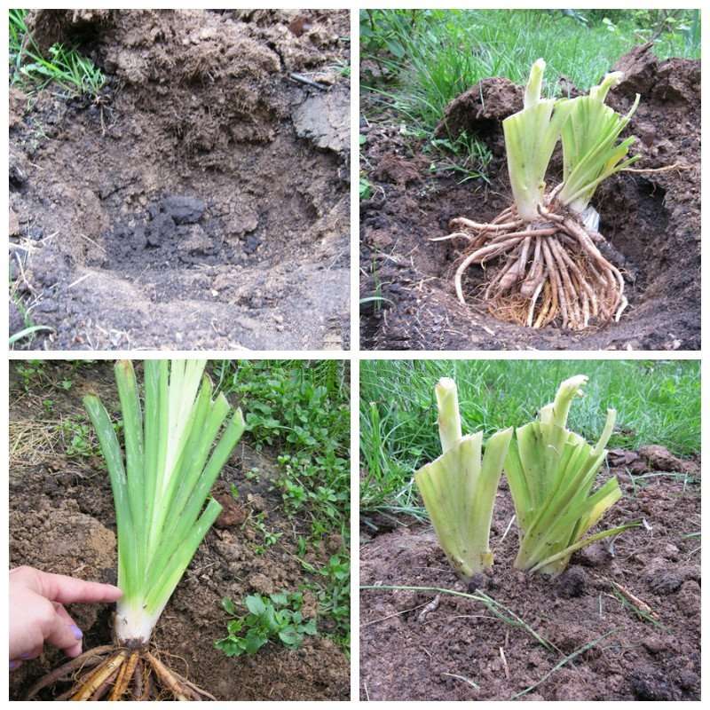 How to transplant a daylily in the fall - step by step instructions with a photo