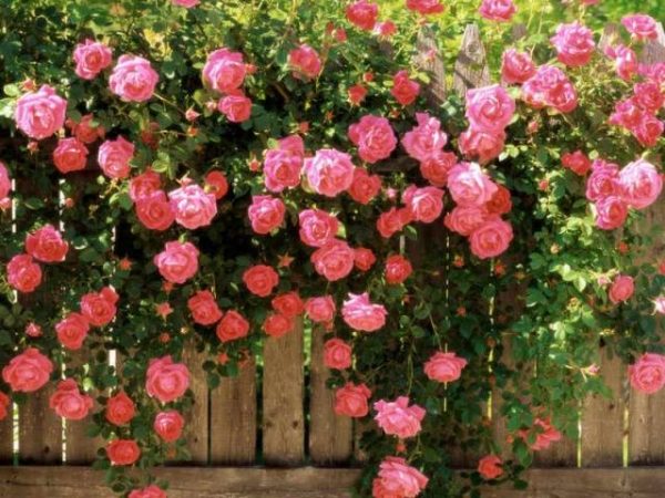 Cara memindahkan bunga ros dengan betul