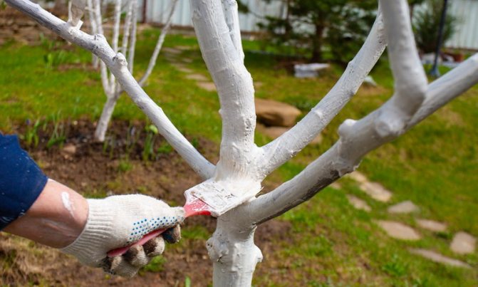 How to properly whitewash trees and shrubs in the garden