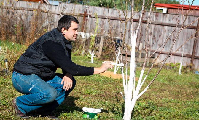 Cum să văruiți în mod corespunzător copacii și arbuștii din grădină