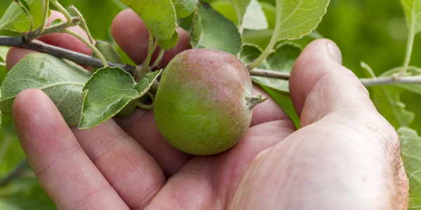 Hur man matar äppelträd ordentligt för en rik skörd