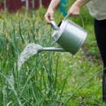 How to properly water onions in the open field and in the greenhouse