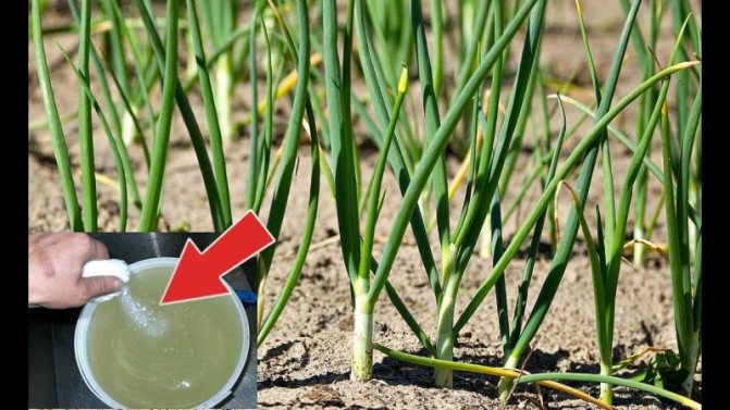 كيفية سقي البصل بشكل صحيح في الحقول المفتوحة وفي الدفيئة