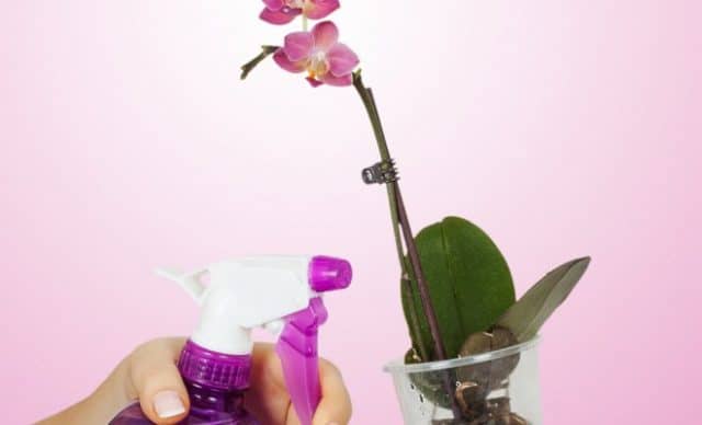 how to properly water an orchid