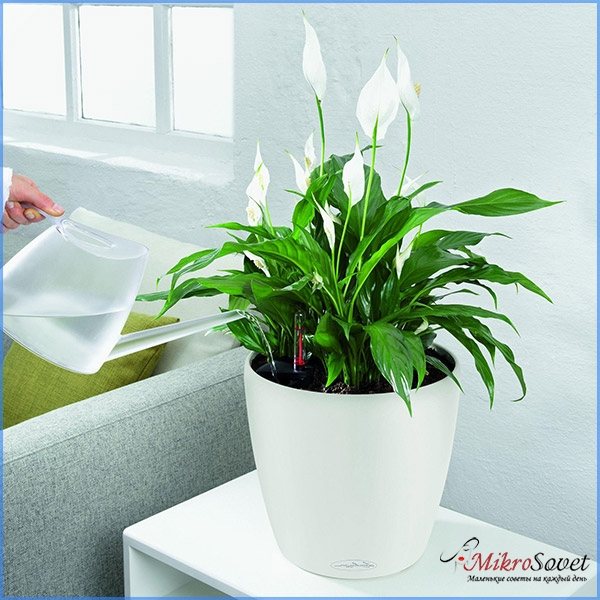 How to properly water a spathiphyllum plant