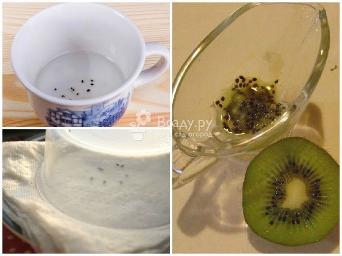 Hur man får frön från kiwifrukt ordentligt