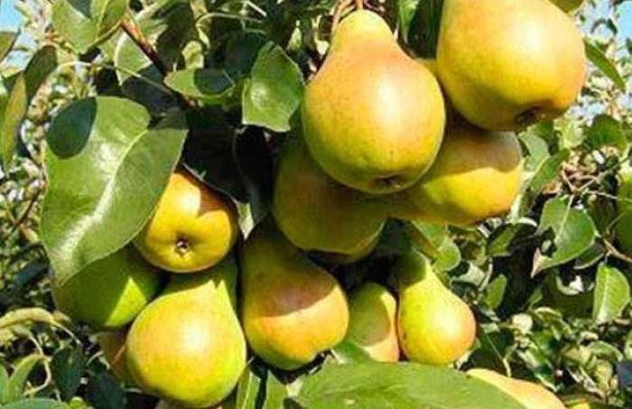 Hur man planterar ett päron korrekt - några hemligheter