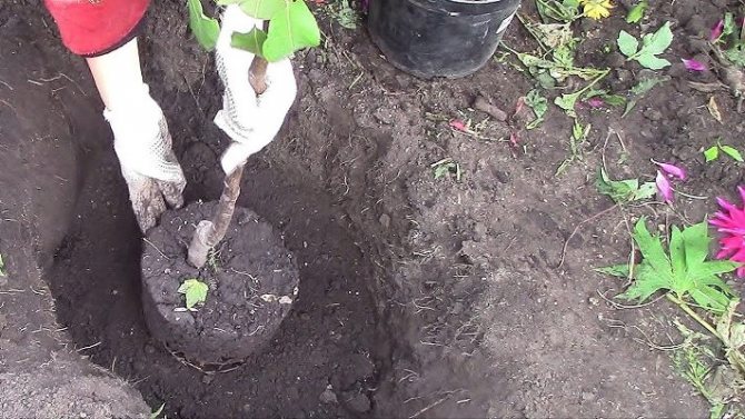 hur man planterar ett päron på hösten i förorterna