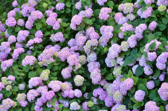 Cum să plantezi și să crești hortensia în mod corespunzător în grădină sau în țară