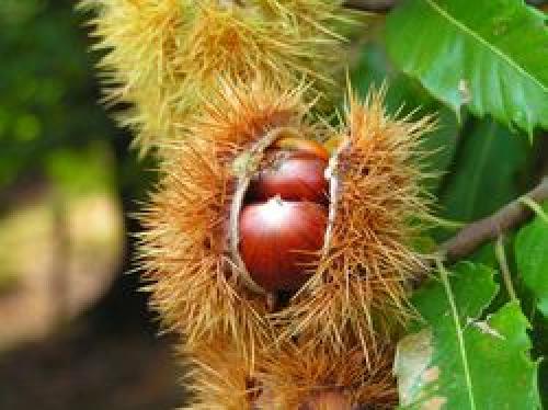How to plant a chestnut at home. How to plant walnut chestnuts in a pot