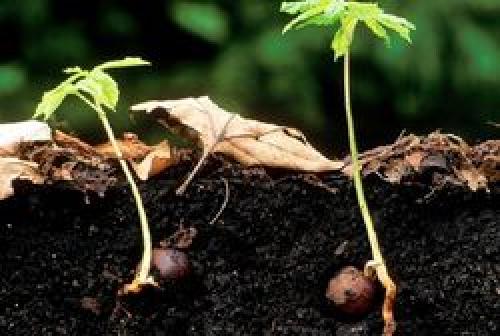 How to plant a chestnut at home. How to plant walnut chestnuts in a pot