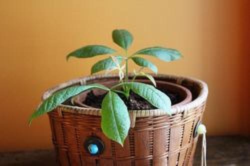 Cum să plantezi o castană acasă. Cum se plantează castane de nuc într-o oală