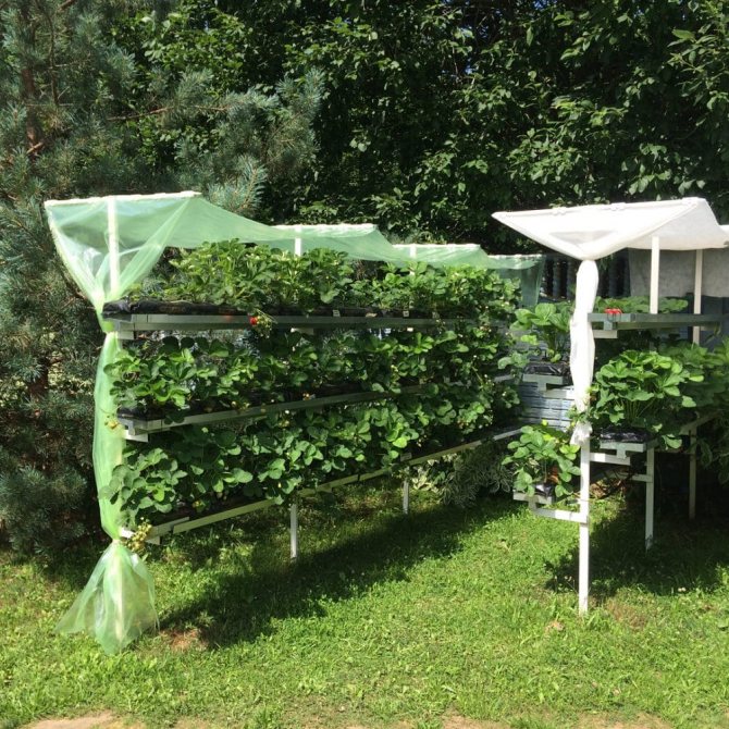 Hur man planterar jordgubbar ordentligt i augusti för höga avkastningar