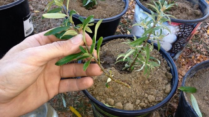 Cum să plantați corect cătina în toamnă și să aveți grijă de ea după plantare